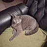 cat, gray_cat, feline, pet, animal, sitting, lounging, golden_eyes, short_hair, whiskers, tail, paws, blanket, green_blanket, leather_chair, black_chair, indoor, home, tile_floor, portrait
