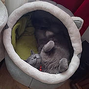 Chanel participe au concours pour gagner de l'argent avec cette photo : cat, gray_cat, sleeping, relaxed, pet, animal, furry, whiskers, paws, upside_down, cozy, pet_bed, plush, indoor, home, blanket, cushion, furniture, closeup, adorable