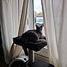 Chanel a rejoint le concours — aidez-le/la à gagner de superbes lots ! cat, black_cat, pet, animal, feline, sitting, lounging, window, curtains, indoors, home, cat_tree, scratching_post, platform, whiskers, green_eyes, fur, tail, vehicle, outdoor_view