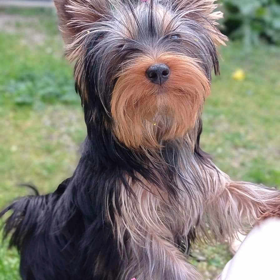 Tendre Trésor a rejoint le concours — aidez-le/la à gagner de superbes lots ! affenpinscher, animal, ball, canine, dog, football, grass, lawn, nature, outdoors, pet, plant, pottedplant, puppy, soccer, soccerball, sport, terrier, whitedog, yard