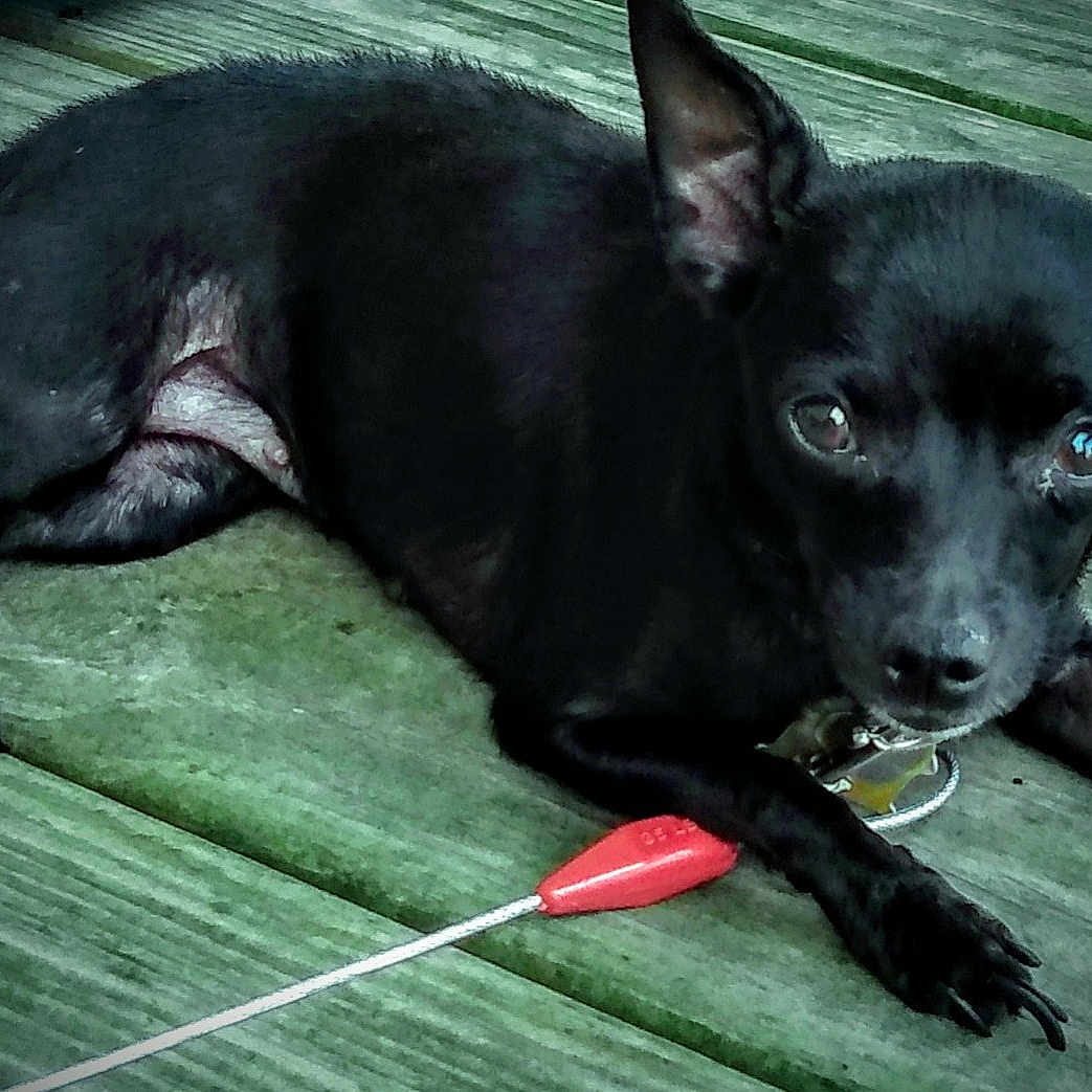 Penny Lane is registered to the contest to win money with this photo: accessories, animal, bodypart, bulldog, canine, chihuahua, cream, dog, hardwood, labradorretriever, leash, mouth, person, pet, plywood, puppy, strap, water, waterfront, wood