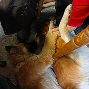 Jake Norris is registered to the contest to win money with this photo: dog, dogs, indoor, carpet, furniture, person, arm, paw, brown, white, fluffy, fur, playing, resting, legs, chair, casual, home, cozy, together