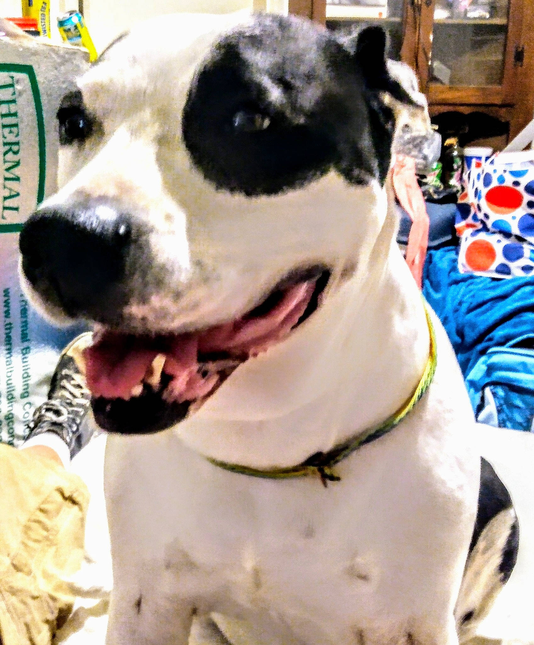 Claireese Norris is registered to the contest to win money with this photo: canidae, carnivore, collar, companion_dog, dog, dog_breed, dog_collar, dog_supply, fang, fawn, fur, giant_dog_breed, jaw, leash, pet_supply, smile, snout, sporting_group, whiskers, working_animal