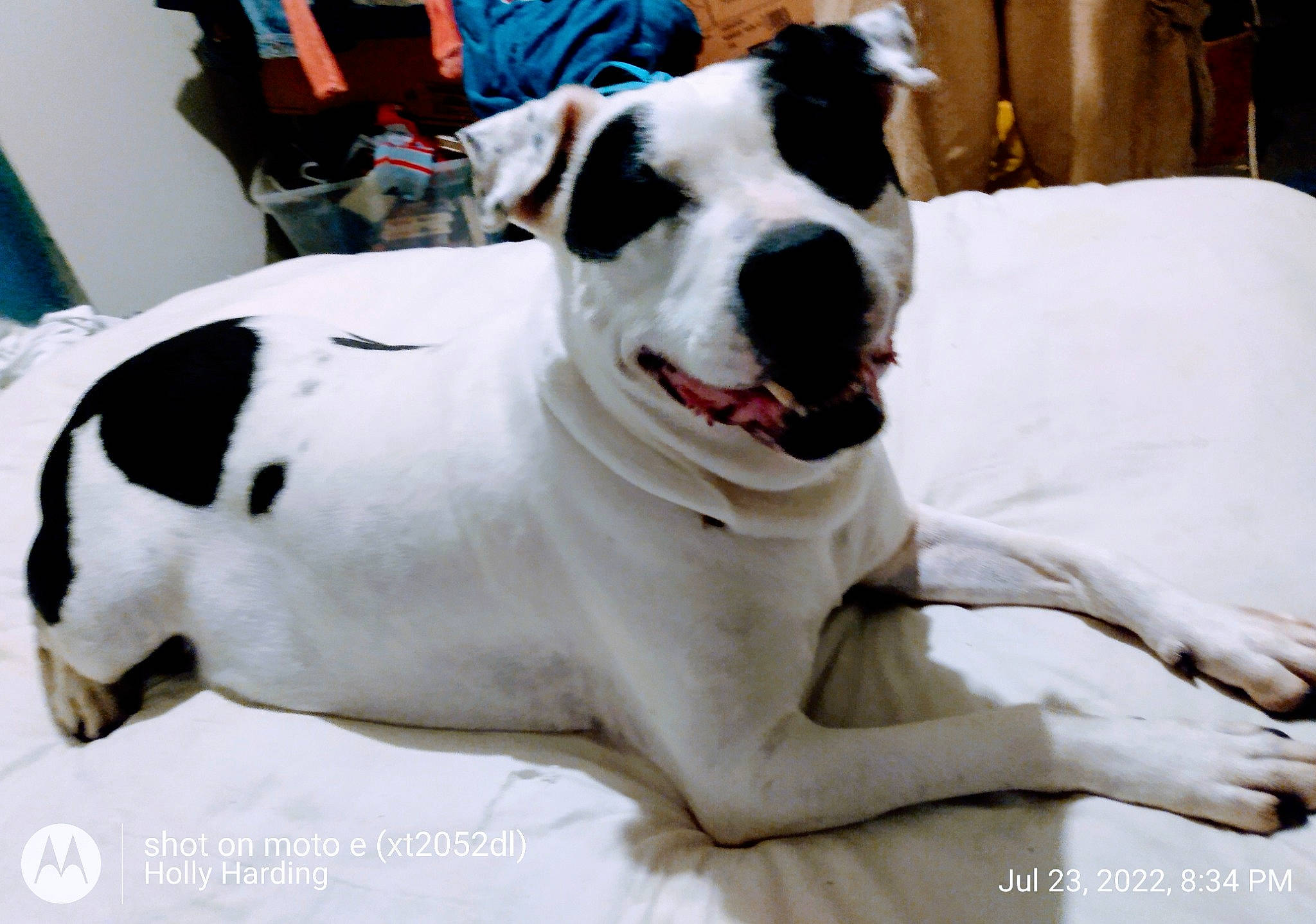 Claireese Norris is registered to the contest to win money with this photo: canidae, carnivore, collar, comfort, companion_dog, dog, dog_breed, dog_collar, dog_supply, dogo_guatemalteco, fawn, fur, head, luggage_and_bags, pet_supply, snout, sporting_group, whiskers, white, working_animal