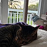 balcony, blanket, cat, collar, cozy, daylight, feline, fur, furniture, home, indoor, natural_light, palm_tree, pet, quiet, relaxation, resting, sleeping, tabby_cat, window