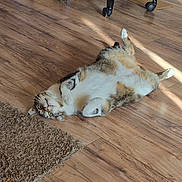 Maximus joined the competition — help win amazing prizes! area_rug, belly_up, cardboard_box, cat, chair_wheels, fur, green_eyes, hardwood_floor, home_interior, indoor, lounging, lying_on_back, office_chair, paws, pet_toy, playful, relaxed, sunlight, tabby_cat, whiskers