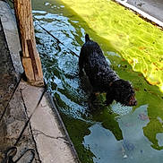 Orkane a rejoint le concours — aidez-le/la à gagner de superbes lots ! algae, animal, concrete, curious, dog, green, leash, nature, outdoor, pet, pool, reflection, rustic, shadow, stone, sunlight, texture, walking, water, wet