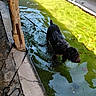 algae, animal, concrete, curious, dog, green, leash, nature, outdoor, pet, pool, reflection, rustic, shadow, stone, sunlight, texture, walking, water, wet