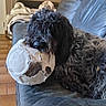 dog, black_dog, curly_fur, couch, leather_couch, soccer_ball, worn_ball, indoor, relaxed, pet, animal, home, floor, blanket, furniture, resting, cute, domestic, cozy, living_room