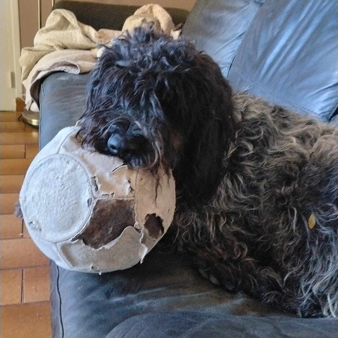 Tesla a rejoint le concours — aidez-le/la à gagner de superbes lots ! dog, black_dog, curly_fur, couch, leather_couch, soccer_ball, worn_ball, indoor, relaxed, pet, animal, home, floor, blanket, furniture, resting, cute, domestic, cozy, living_room