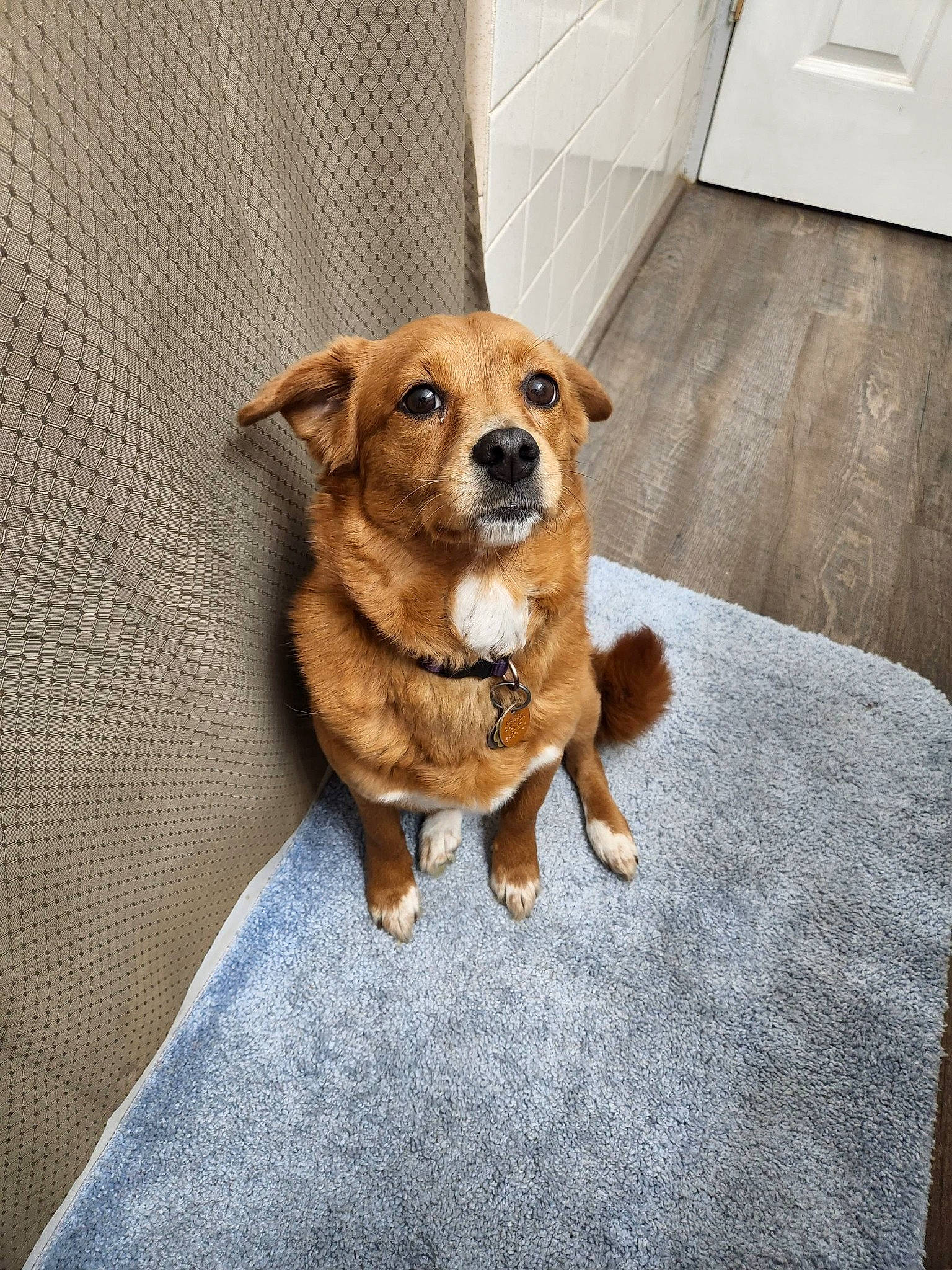 Foxy joined the competition — help win amazing prizes! canidae, carnivore, comfort, companion_dog, dog, dog_breed, door, fawn, flooring, fur, hardwood, light_switch, paw, snout, sporting_group, tail, toy_dog, whiskers, wood, working_animal