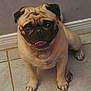 animal, companion, cute, dog, domestic_animal, expression, face, floor, friendly, fur, indoor, looking_up, mammal, paw, pet, pug, sitting, small_dog, tile, wall