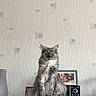 Urka Et Satine a rejoint le concours — aidez-le/la à gagner de superbes lots ! cat, long_hair, feline, pet, indoor, shelf, wall, framed_photo, speaker, texture, home, portrait, sitting, gray_cat, decor, animal, furry, mammal, cute, domestic