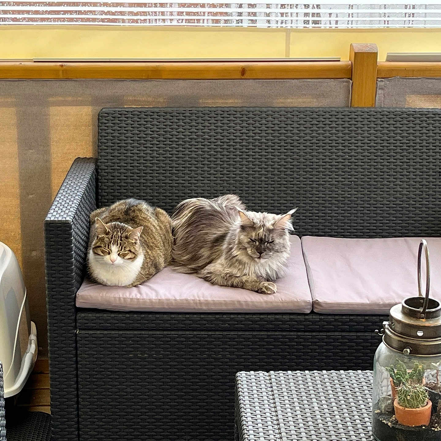 Urka Et Satine participe au concours pour gagner de l'argent avec cette photo : cats, sofa, wicker_furniture, cushion, outdoor, pet, relaxing, terrarium, lantern, plant, cactus, window_blinds, daylight, furniture, cozy, indoor_outdoor, resting, two_cats, brown_cat, gray_cat