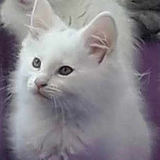 Perle