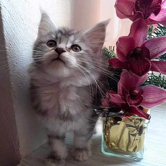 Romy