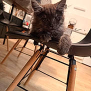 Abiya a rejoint le concours — aidez-le/la à gagner de superbes lots ! kitten, cat, feline, indoor, chair, wooden_floor, modern_furniture, curious, pet, animal, mischievous, cozy, home, relaxed, paw, ears, whiskers, closeup, domestic_animal, young_cat