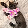 animal, cozy, cushion, cute, feline, gray_fur, home, indoor, kitten, octopus_toy, patterned_fabric, paw, pet, plush_toy, relaxed, resting, sleepy, soft, toy, young_cat