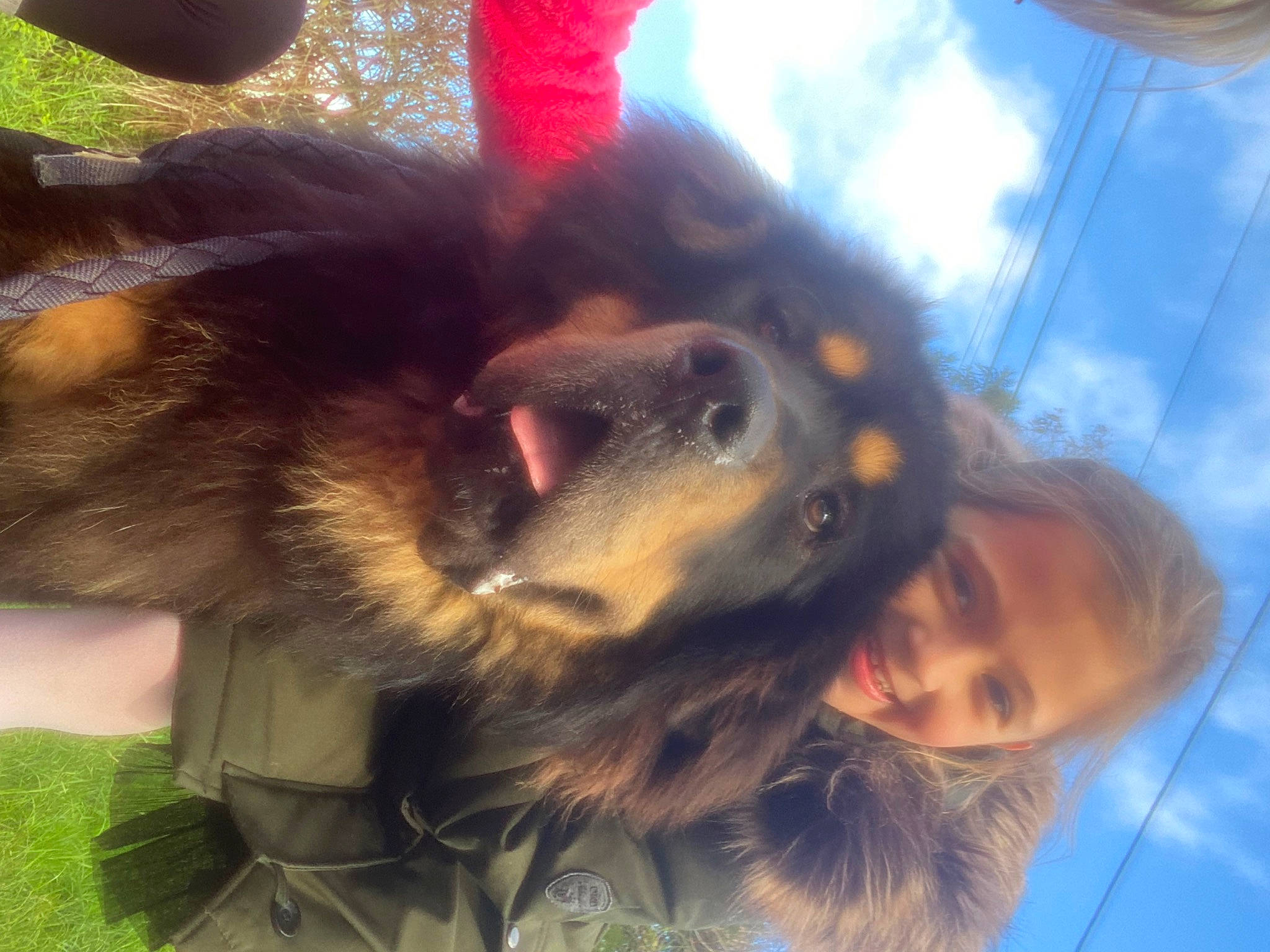 Figaro a rejoint le concours — aidez-le/la à gagner de superbes lots ! carnivore, cloud, companion_dog, dog, dog_breed, ear, fawn, fur, grass, hair, happy, liver, long_hair, nose, plant, sky, smile, snout, sporting_group, tree