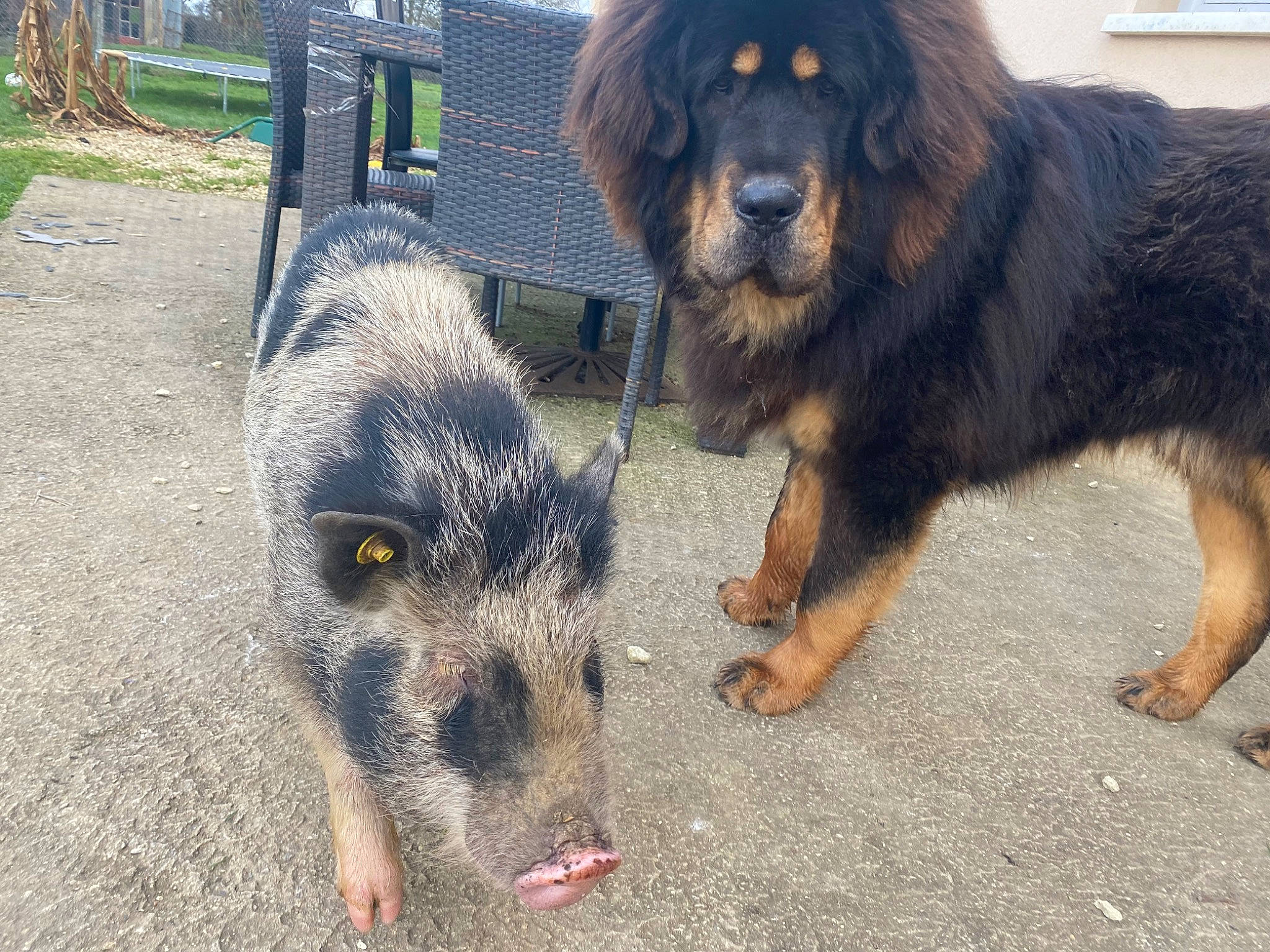 Figaro participe au concours pour gagner de l'argent avec cette photo : ancient_dog_breeds, canidae, carnivore, companion_dog, dog, dog_breed, fur, gaddi_kutta, herding_dog, plant, snout, sporting_group, terrestrial_animal, tree, working_animal, working_dog