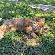 Charlie Ann joined the competition — help win amazing prizes! animal, cat, cute, daylight, feline, flowers, grass, greenery, ground, laying, mammal, nature, outdoor, peaceful, pet, relaxed, resting, sunlight, tabby, wildlife