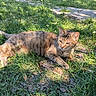 animal, cat, cute, daylight, feline, flowers, grass, greenery, ground, laying, mammal, nature, outdoor, peaceful, pet, relaxed, resting, sunlight, tabby, wildlife