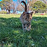 Charlie Ann is registered to the contest to win money with this photo: animal, cat, closeup, curious, daylight, fence, focus, grass, greenery, nature, outdoor, pet, playground, suburban, sunny, tabby_cat, tail_up, trees, walking, yard