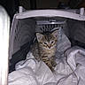 Charlie Ann is registered to the contest to win money with this photo: animal, blanket, cat, cozy, curious, cute, domestic, ears, face, fur, indoor, kitten, paw, pet_carrier, resting, small, soft, tabby, white, young