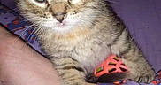 Charlie Ann is registered to the contest to win money with this photo: animal, cat, closeup, cozy, cute, foot, fur, human, indoor, kitten, orange_ball, pajama_pants, patterned_clothing, paw, pet, resting, sleepy, small_animal, tabby, toy