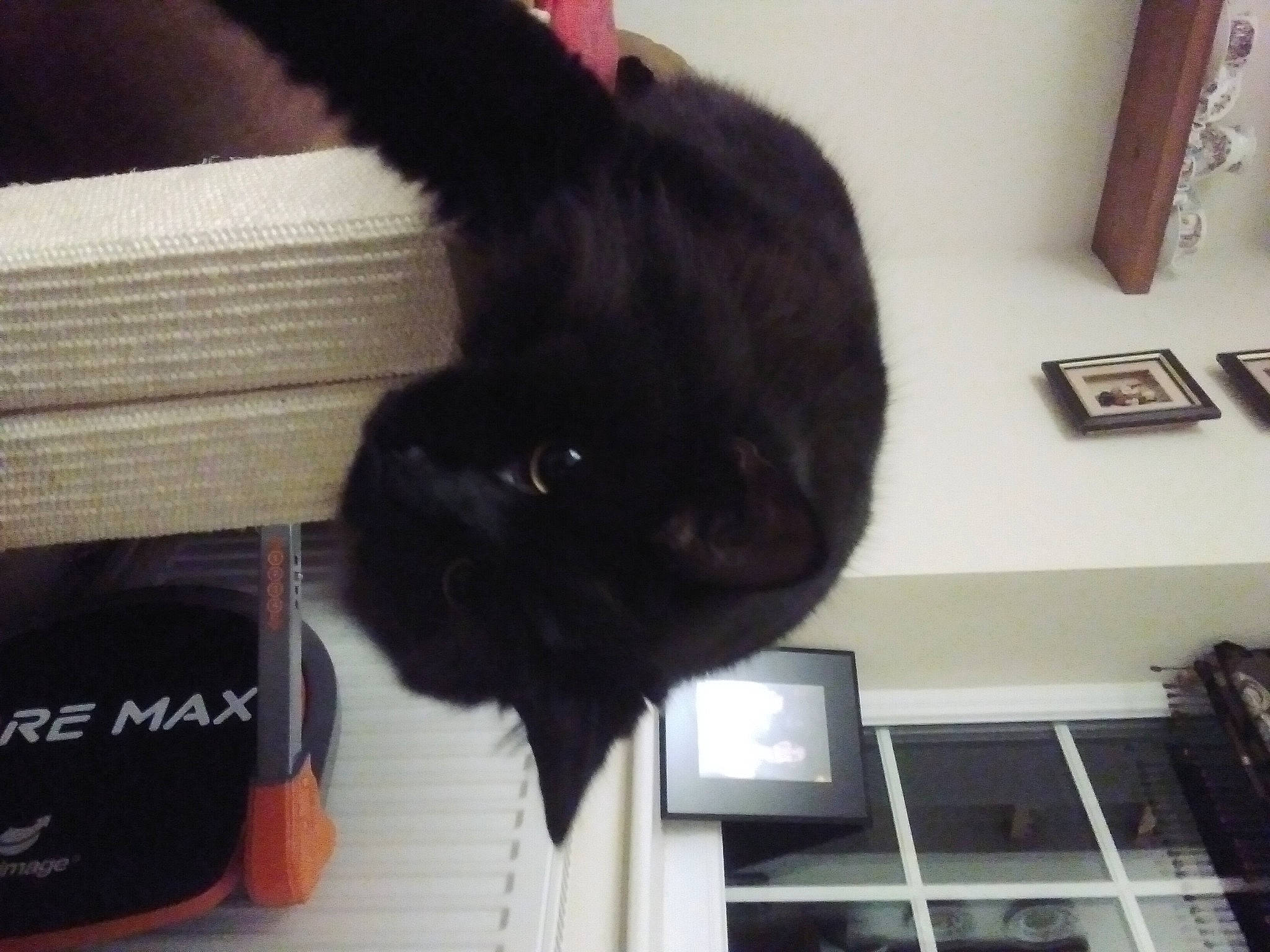 Smokey joined the competition — help win amazing prizes! black_cat, canidae, carnivore, cat, cat_supply, claw, comfort, companion_dog, dog_breed, domestic_short_haired_cat, felidae, fur, gesture, liver, picture_frame, small_to_medium_sized_cats, snout, sporting_group, tail, whiskers