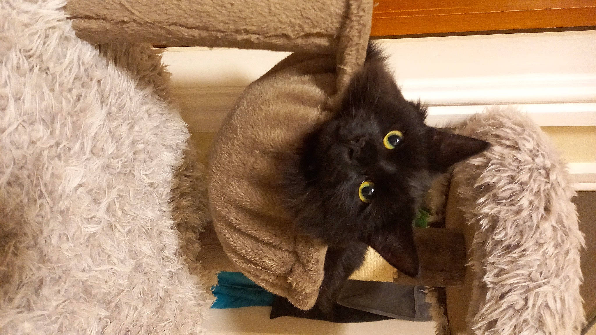 Smokey is registered to the contest to win money with this photo: black_cat, bombay, box, carnivore, cat, cat_bed, cat_furniture, cat_supply, comfort, domestic_short_haired_cat, fawn, felidae, fur, havana_brown, mammal, pet_supply, small_to_medium_sized_cats, snout, tail, whiskers