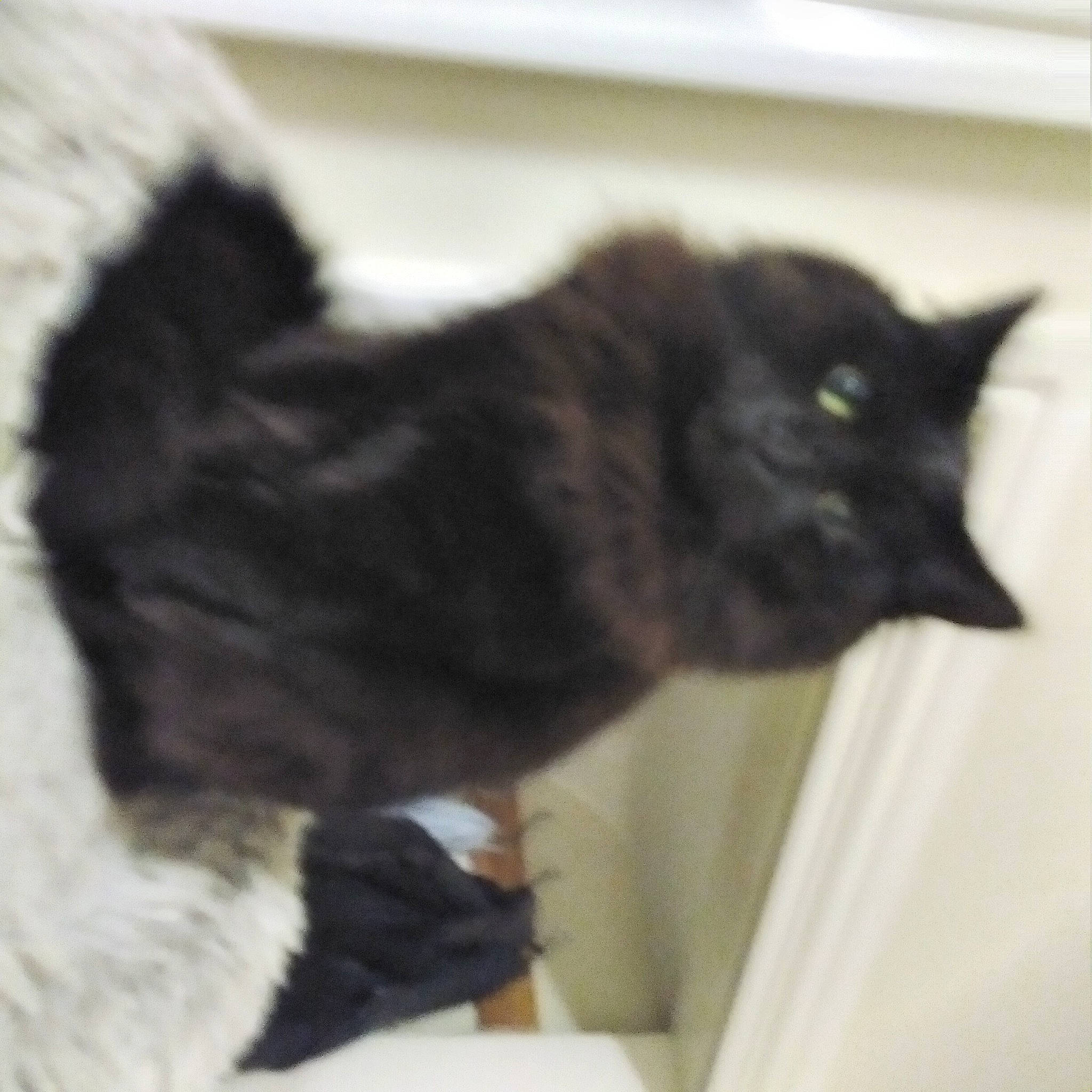 Smokey joined the competition — help win amazing prizes! black_cat, bombay, carnivore, cat, claw, domestic_short_haired_cat, felidae, fur, paw, small_to_medium_sized_cats, snout, tail, terrestrial_animal, whiskers