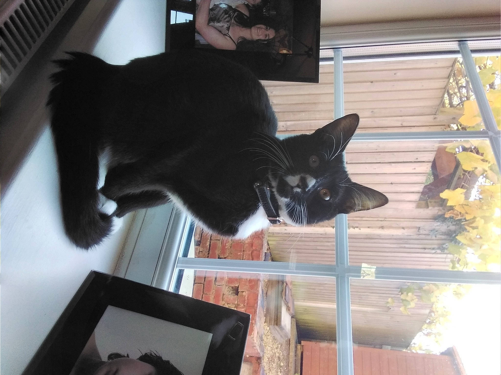 Socks joined the competition — help win amazing prizes! black_cat, carnivore, cat, comfort, computer_keyboard, domestic_short_haired_cat, felidae, fur, input_device, peripheral, room, small_to_medium_sized_cats, tail, tree, whiskers, window, wood