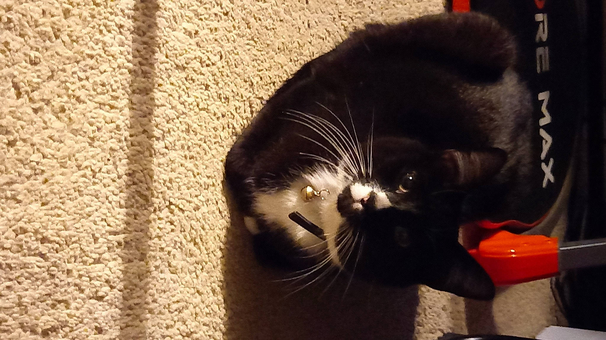 Socks is registered to the contest to win money with this photo: black_cat, carnivore, cat, cat_supply, claw, comfort, domestic_short_haired_cat, felidae, fur, paw, pet_supply, shadow, small_to_medium_sized_cats, snout, tail, terrestrial_animal, whiskers, wildlife, window, wood