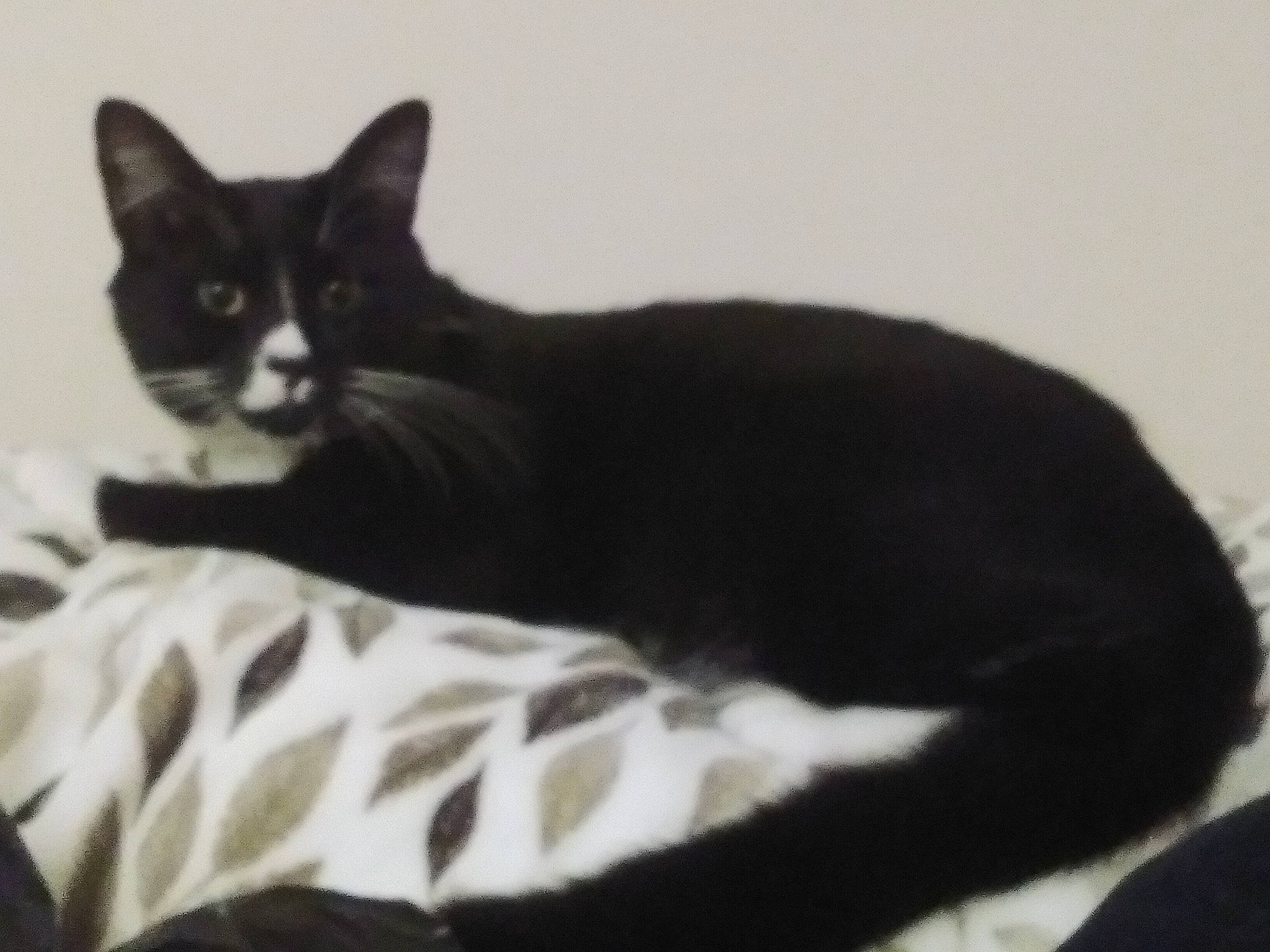 Socks is registered to the contest to win money with this photo: black_cat, carnivore, cat, claw, comfort, domestic_short_haired_cat, eye, felidae, fur, grey, linens, monochrome_photography, paw, shadow, sitting, small_to_medium_sized_cats, snout, tail, terrestrial_animal, whiskers