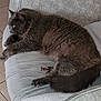 animal, cat, comfort, couch, domestic_animal, feline, fluffy, fur, furniture, gray_cat, indoor, lounging, paw, pet, relaxed, resting, side_view, tail, texture, yellow_eyes