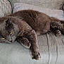 animal, cat, couch, cozy, cute, domestic_cat, feline, fur, furniture, gray_cat, indoor, laying_down, lazy, paws, pet, relaxing, resting, sleepy, whiskers, yellow_eyes