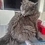 cat, gray_cat, fluffy_fur, grooming, licking, table, crossword_puzzle, pen, television, red_container, indoor, pet, feline, fur, whiskers, relaxed, home, domestic_animal, closeup, sitting