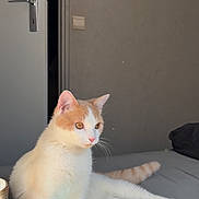 Camel a rejoint le concours — aidez-le/la à gagner de superbes lots ! cat, kitten, orange_and_white, sitting, lying_down, pet, animal, fur, whiskers, ears, eyes, tail, bed, bedroom, indoor, door, wall, pillow, relaxed, portrait
