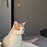 cat, kitten, orange_and_white, sitting, lying_down, pet, animal, fur, whiskers, ears, eyes, tail, bed, bedroom, indoor, door, wall, pillow, relaxed, portrait