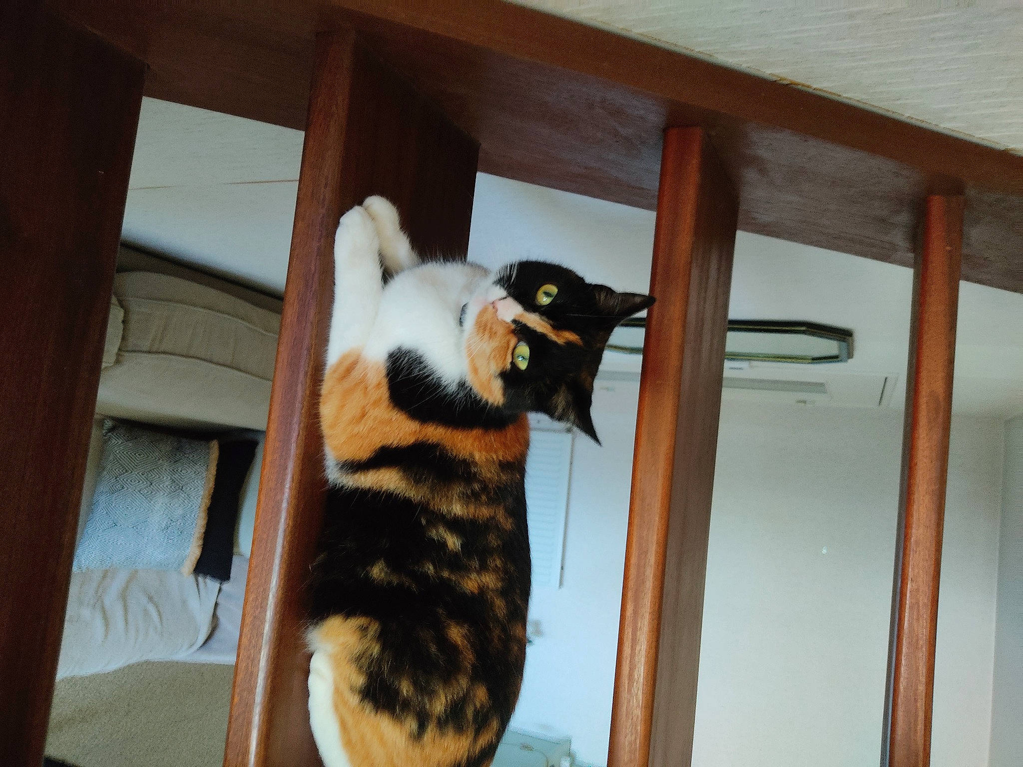 Patty participe au concours pour gagner de l'argent avec cette photo : carnivore, cat, claw, comfort, dog_breed, domestic_short_haired_cat, door, felidae, fur, hardwood, paw, room, small_to_medium_sized_cats, snout, tail, terrestrial_animal, whiskers, wood