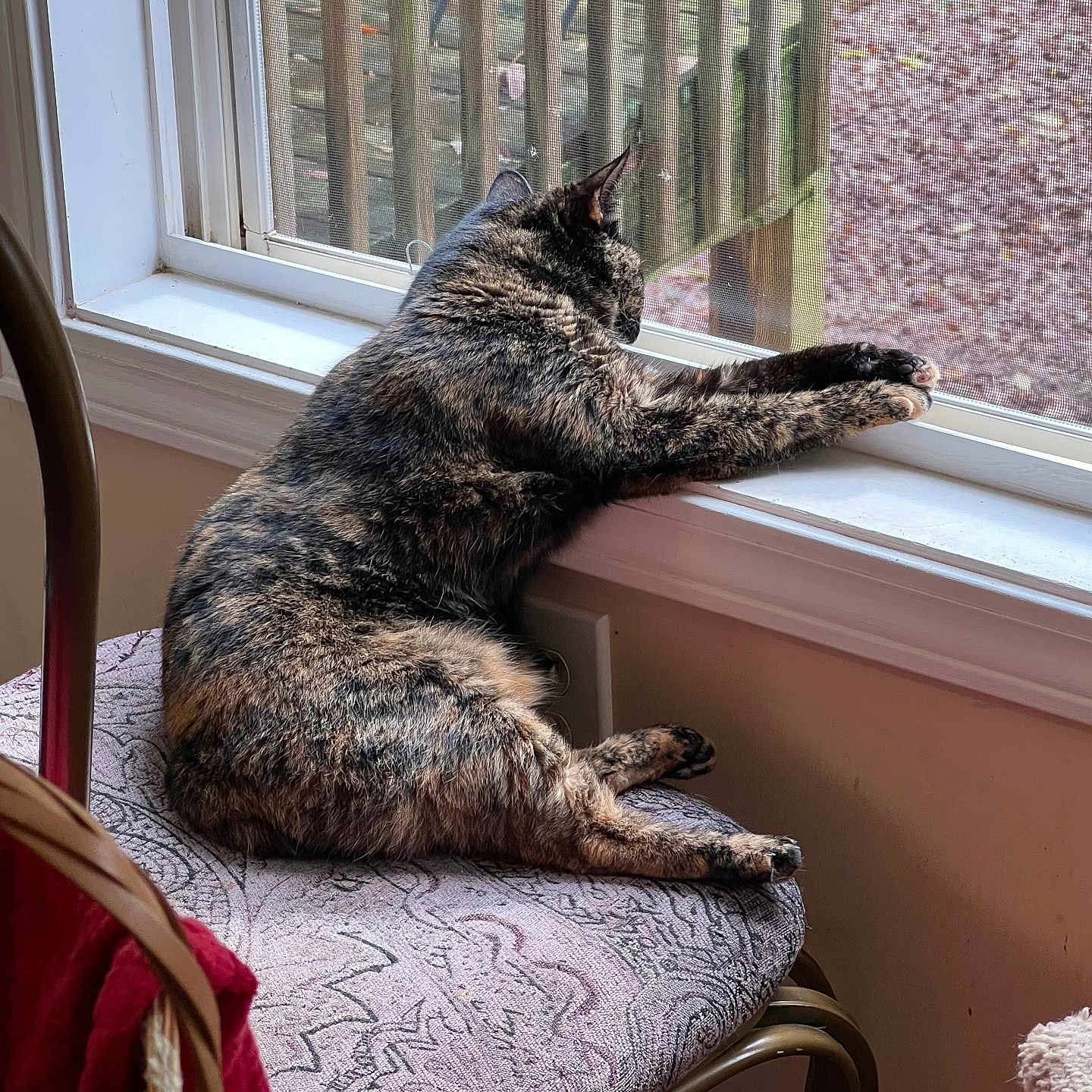 Fang is registered to the contest to win money with this photo: animal, architecture, armchair, building, cat, chair, couch, cushion, furniture, homedecor, indoors, interiordesign, livingroom, manx, person, pet, room, window, windowsill, wood