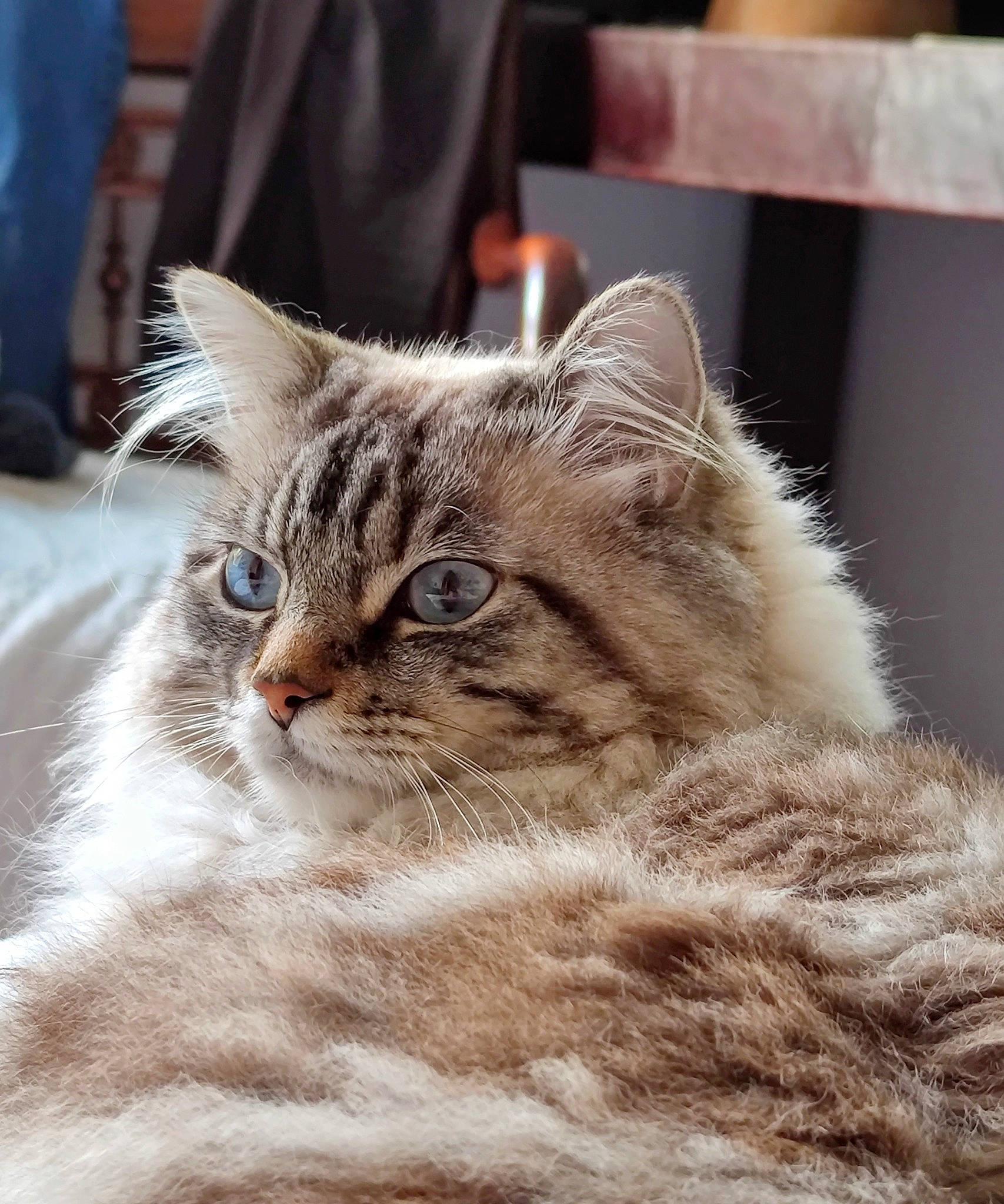 Pacha a rejoint le concours — aidez-le/la à gagner de superbes lots ! carnivore, cat, domestic_short_haired_cat, eye, felidae, fur, paw, photo_caption, small_to_medium_sized_cats, snout, terrestrial_animal, whiskers, wildlife, window