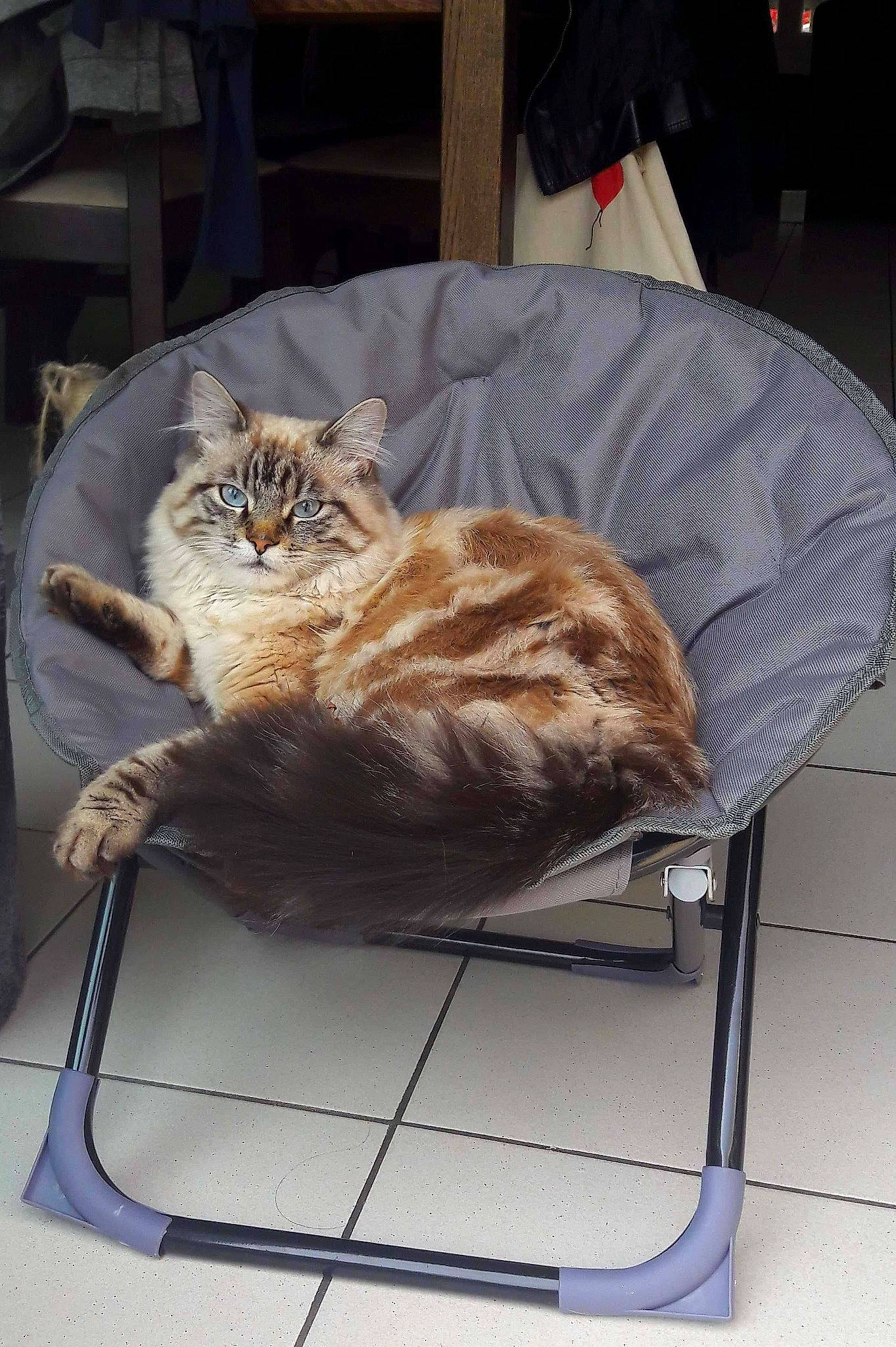 Pacha participe au concours pour gagner de l'argent avec cette photo : carnivore, cat, cat_supply, chair, claw, comfort, domestic_short_haired_cat, fawn, felidae, flooring, fur, hardwood, paw, sitting, small_to_medium_sized_cats, tail, terrestrial_animal, whiskers, wood
