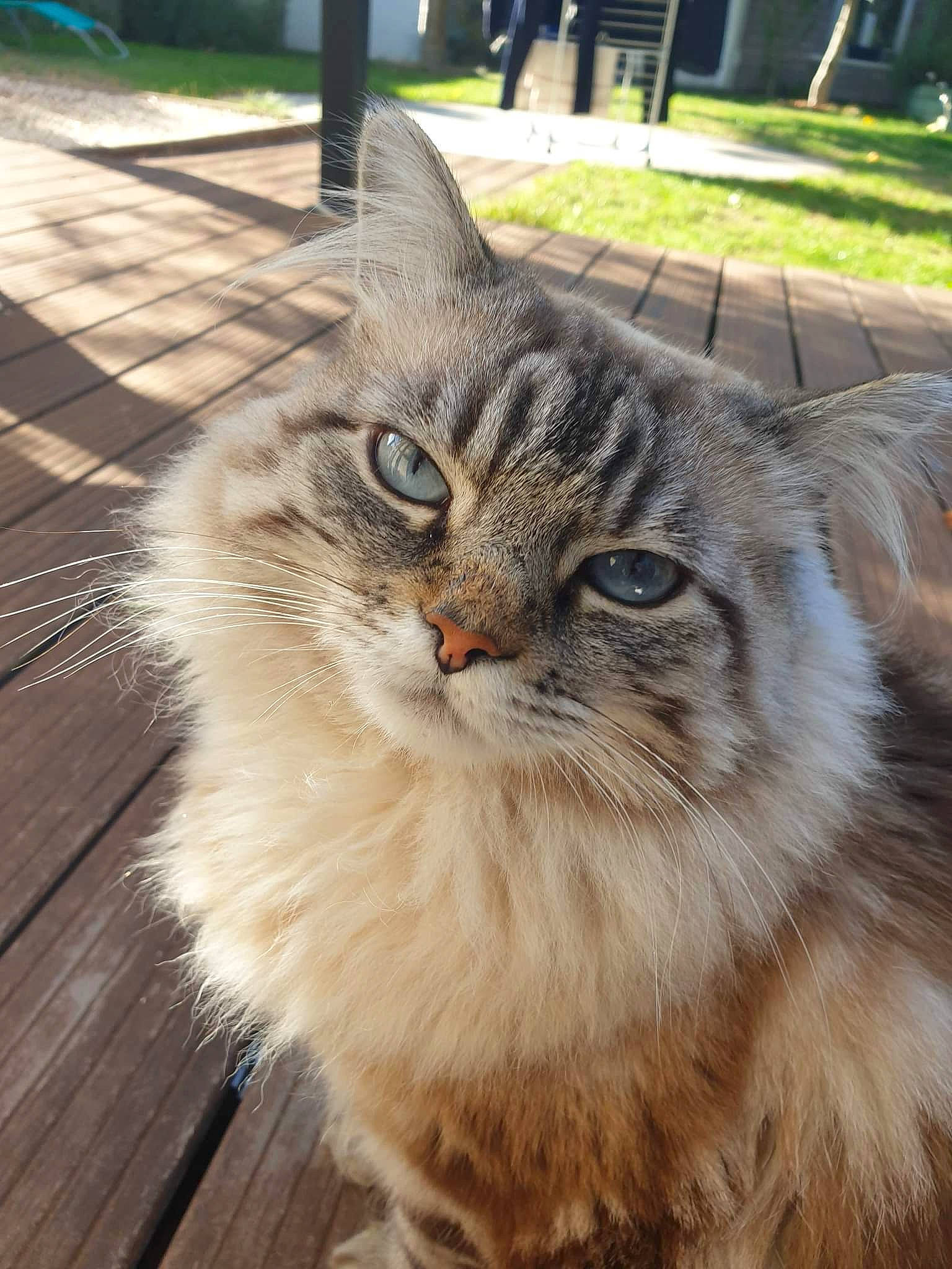 Pacha a rejoint le concours — aidez-le/la à gagner de superbes lots ! carnivore, cat, domestic_short_haired_cat, fawn, felidae, flooring, fur, grass, hardwood, maine_coon, plank, plant, small_to_medium_sized_cats, snout, terrestrial_animal, tree, whiskers, wildlife, window, wood