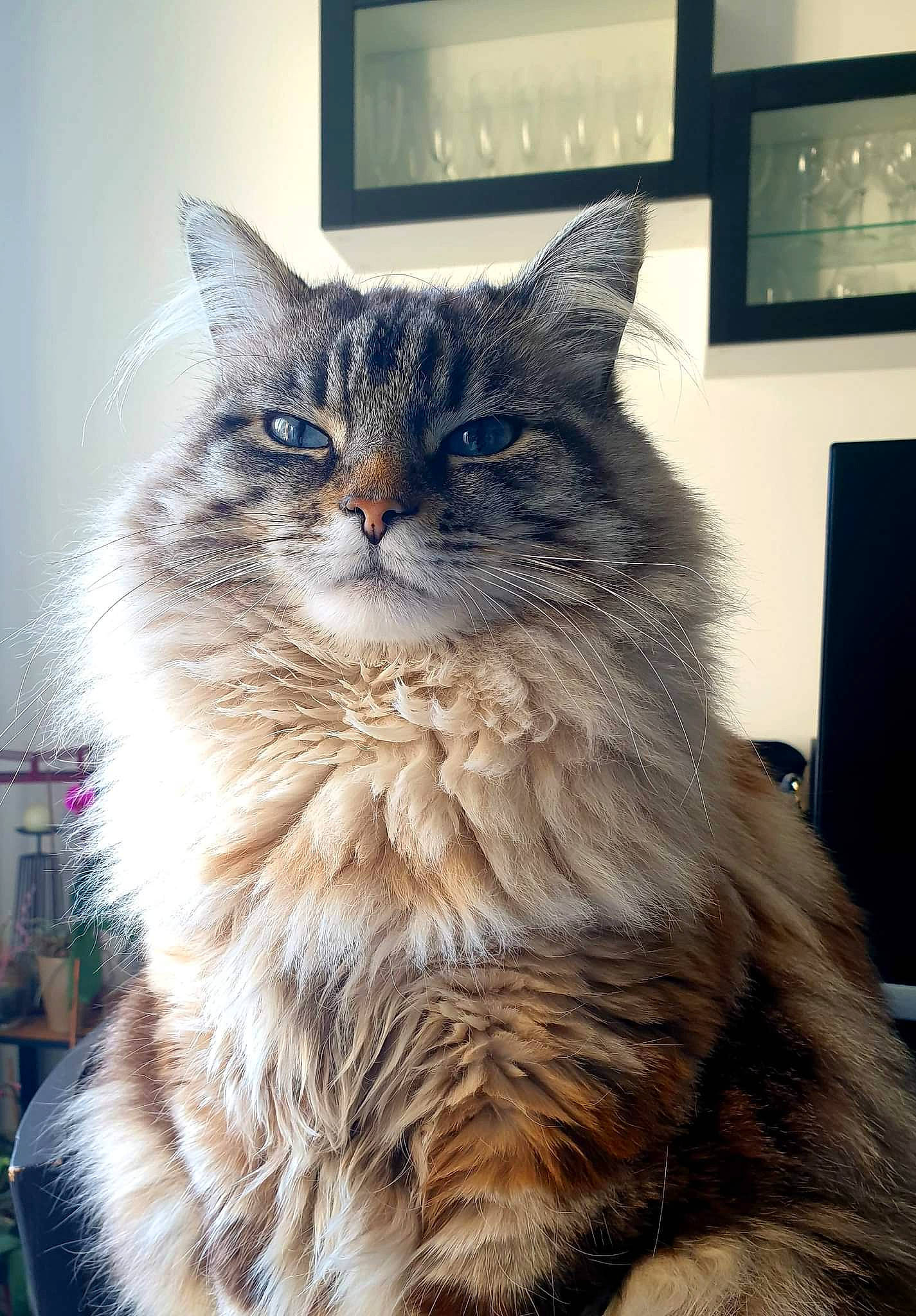 Pacha participe au concours pour gagner de l'argent avec cette photo : british_longhair, carnivore, cat, domestic_short_haired_cat, electric_blue, felidae, fur, maine_coon, picture_frame, small_to_medium_sized_cats, snout, whiskers, window