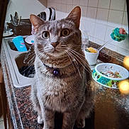 Katie Bear is registered to the contest to win money with this photo: cat, cat_bowl, closeup, collar, countertop, curious, dishes, domestic_animal, feline, food, household, indoor, kitchen, pet, portrait, sink, sitting, tabby_cat, tile_wall, whiskers