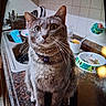 cat, cat_bowl, closeup, collar, countertop, curious, dishes, domestic_animal, feline, food, household, indoor, kitchen, pet, portrait, sink, sitting, tabby_cat, tile_wall, whiskers