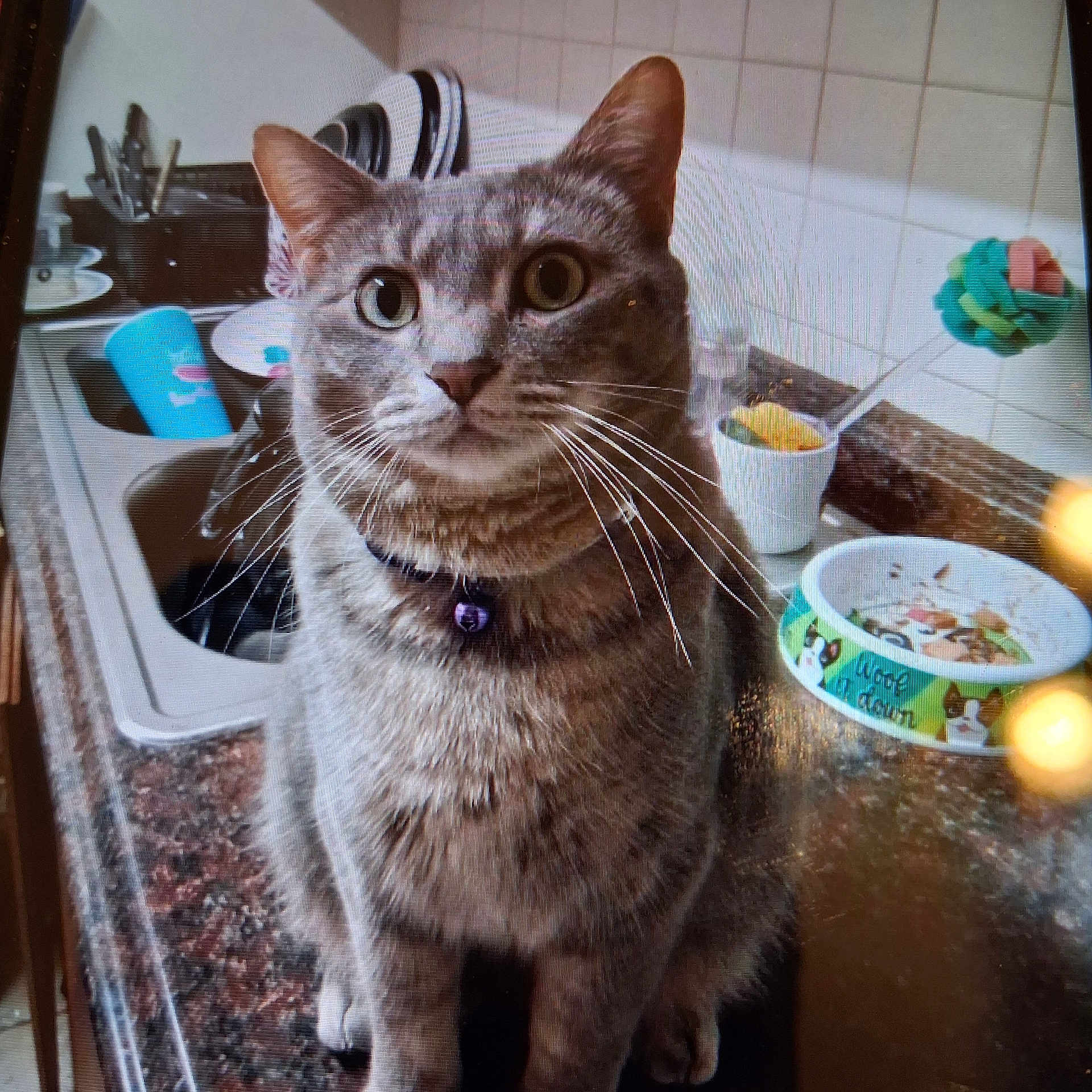 Katie Bear is registered to the contest to win money with this photo: cat, cat_bowl, closeup, collar, countertop, curious, dishes, domestic_animal, feline, food, household, indoor, kitchen, pet, portrait, sink, sitting, tabby_cat, tile_wall, whiskers