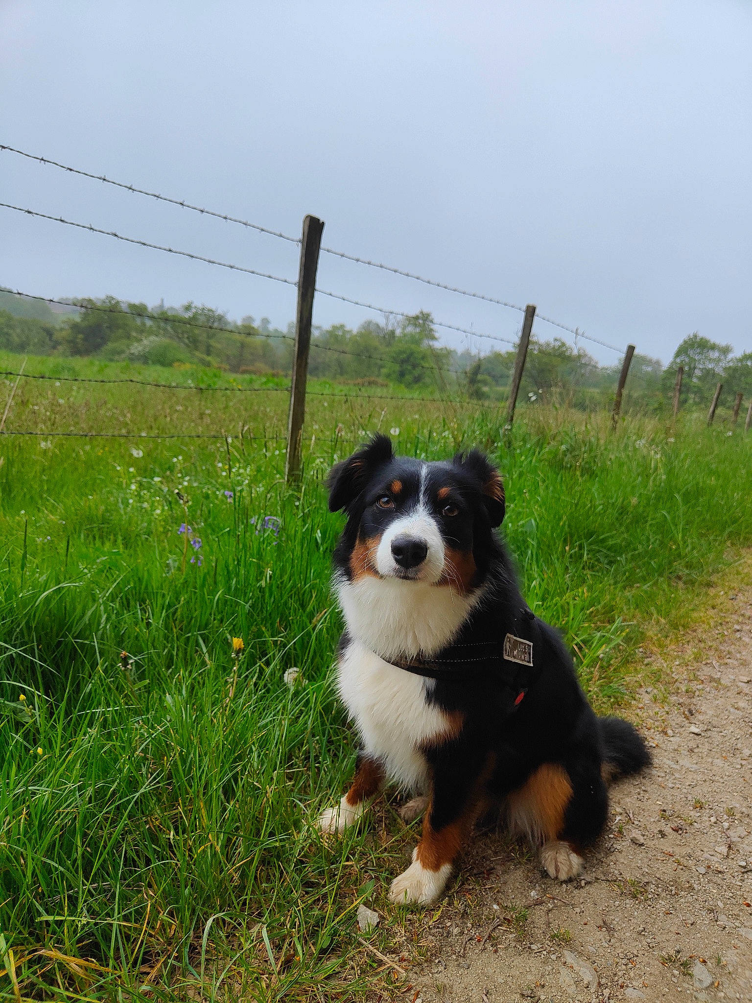 Sally a rejoint le concours — aidez-le/la à gagner de superbes lots ! bernese_mountain_dog, canidae, carnivore, companion_dog, dog, dog_breed, fence, grass, grassland, herbaceous_plant, herding_dog, home_fencing, landscape, plant, prairie, sky, snout, terrestrial_animal, working_animal, working_dog